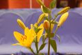 19_006