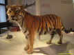 2nd_bstu_visit_naturhistorisches_museum_066